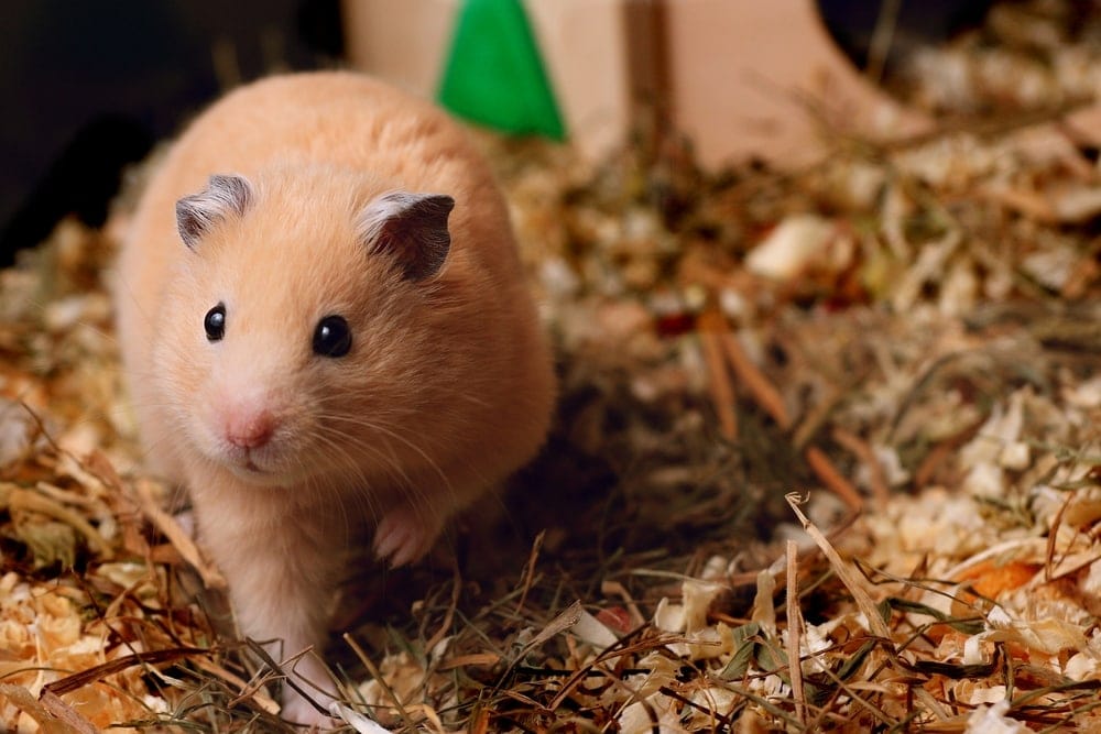 Hamster Bedding What are the best options? » Petsoid