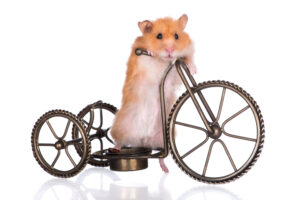 hamster bicycle