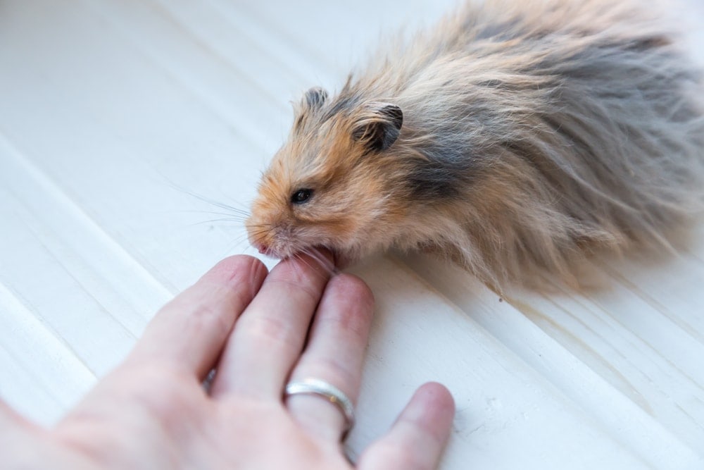 hamster bite finger