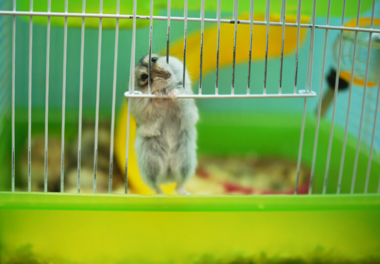 Why Do Hamsters Chew Cage Bars? » Petsoid