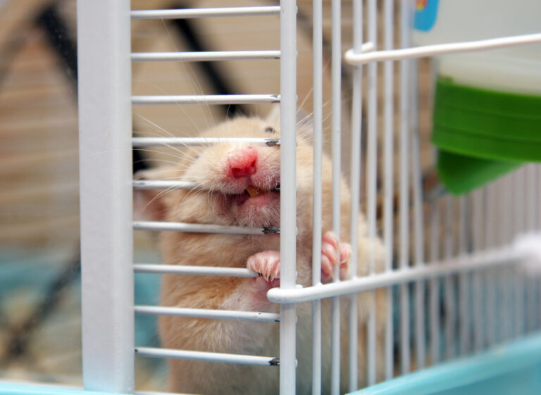 Why Do Hamsters Chew Cage Bars? » Petsoid