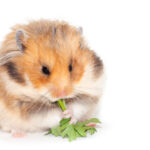 hamster eat 2