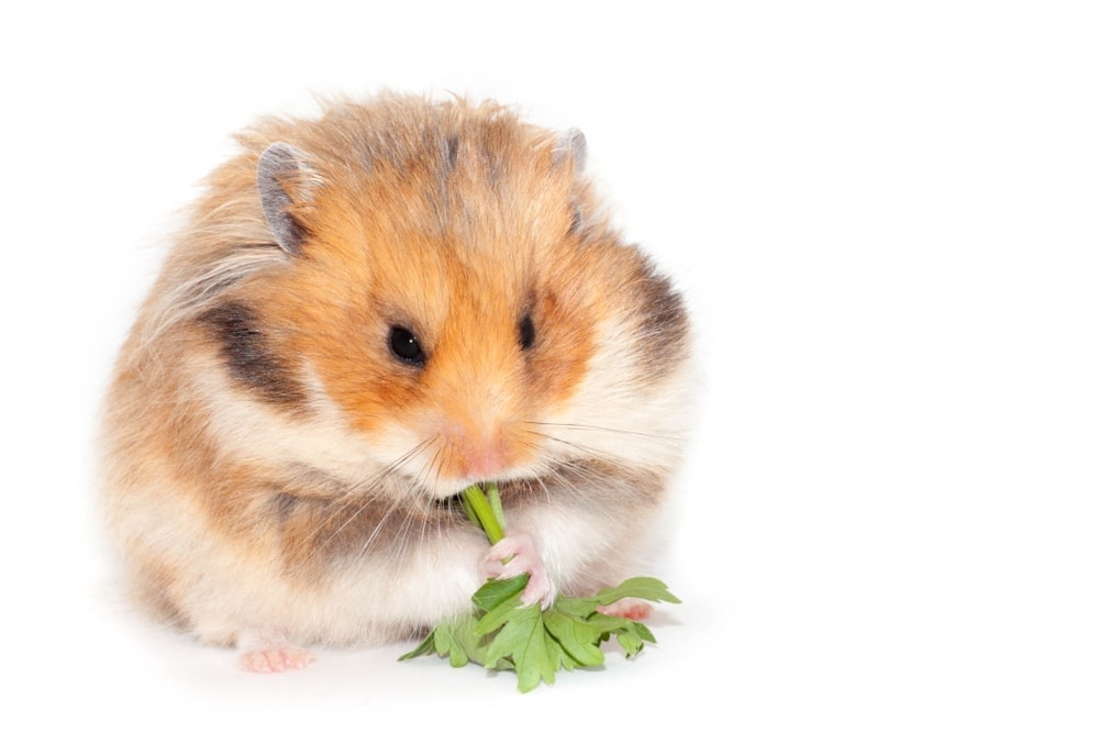 Life Cycle of a Hamster by Johanna Iline