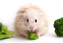 What do Hamsters Eat? - Food Guide