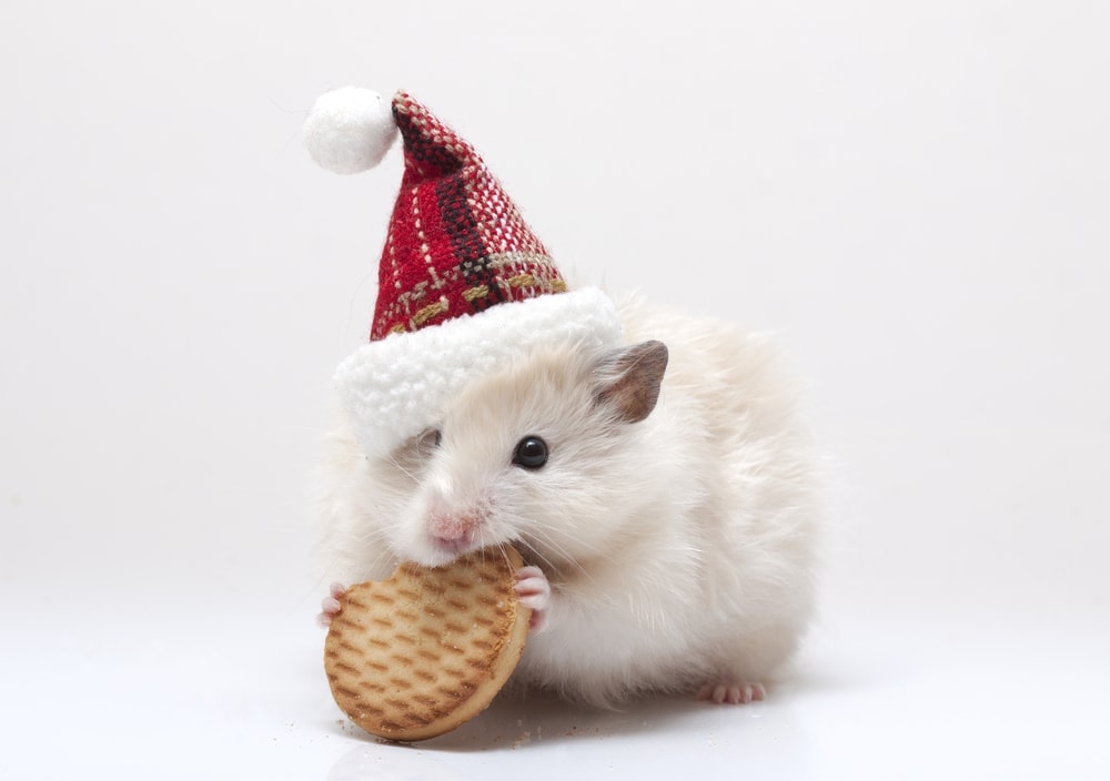 hamster eating cookie