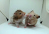 Why Do Hamsters Fight Each Other?