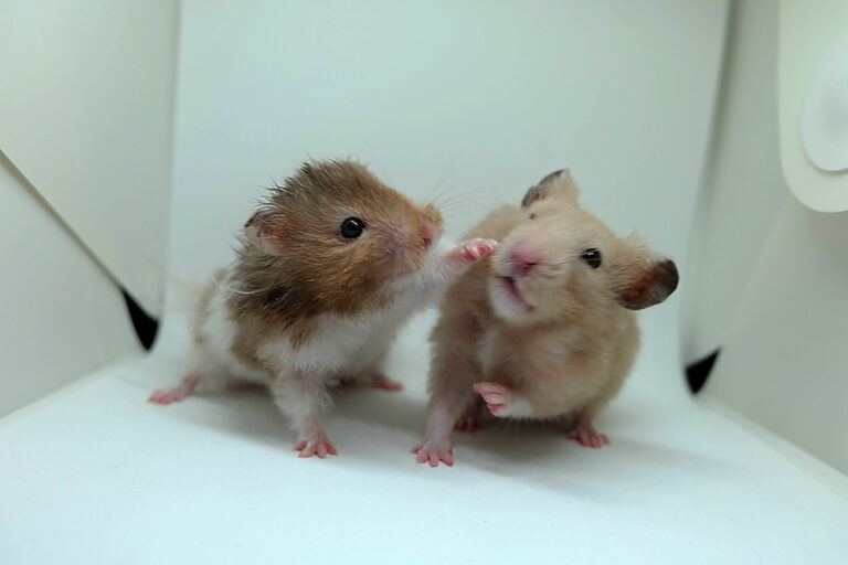 Why Do Hamsters Fight Each Other? » Petsoid