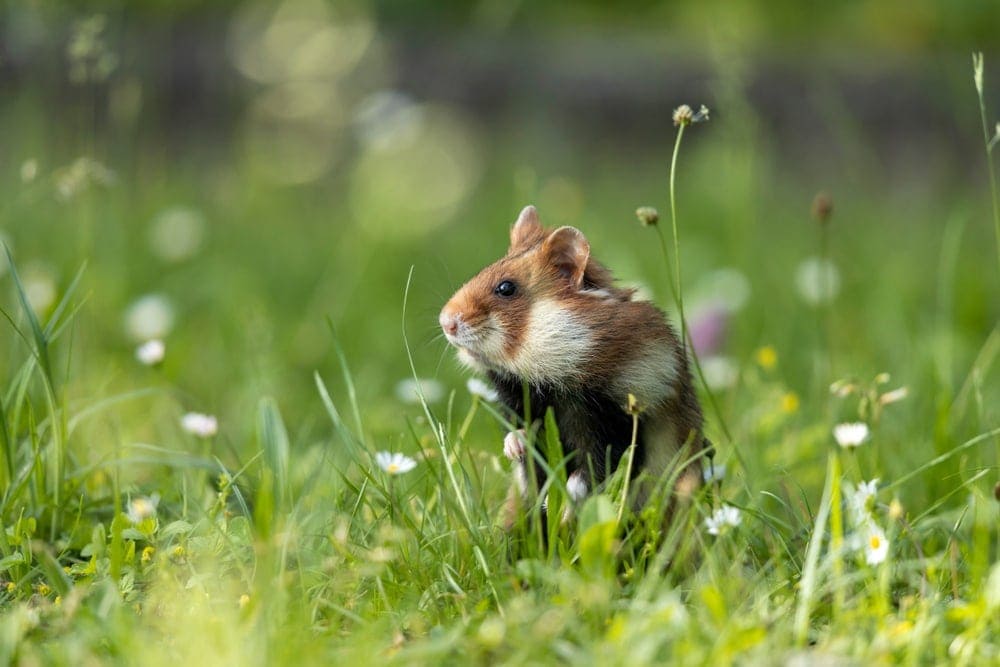 Where Do Hamsters Come From? » Petsoid