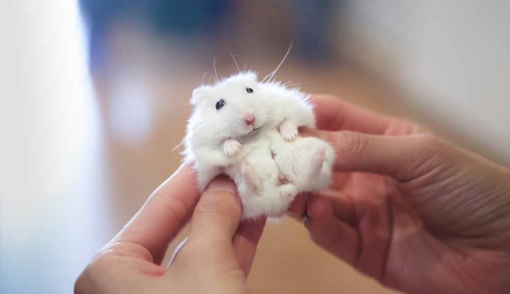 hamster hand