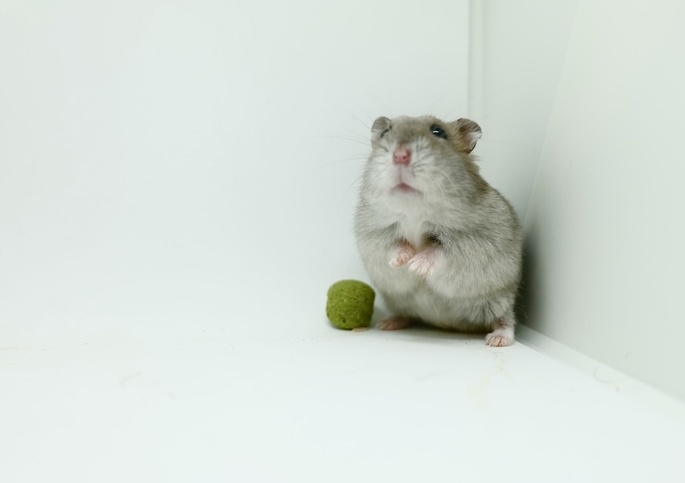 hamster in corner