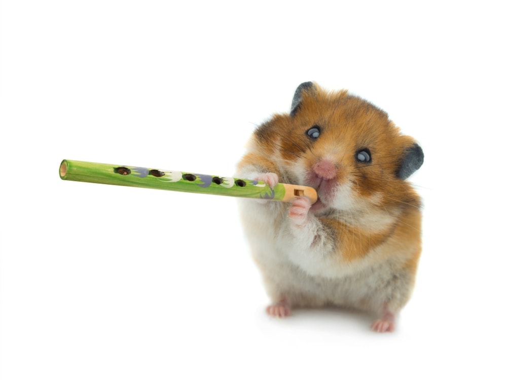 hamster playing flute
