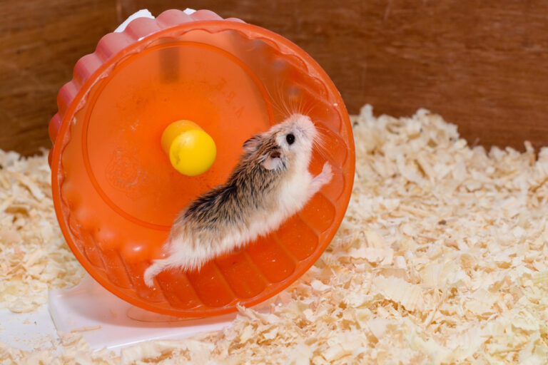 Hamster Wheels: Why Your Hamster Needs One » Petsoid