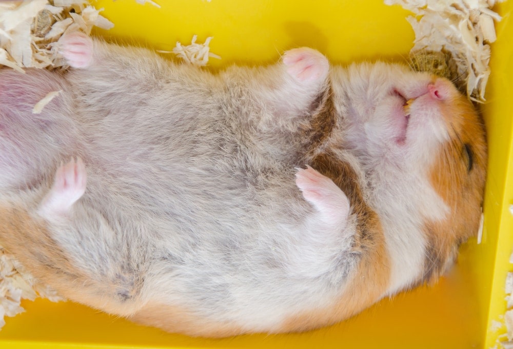 hamster sleep on back