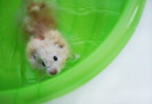 Can Hamsters Swim & Do They like it?