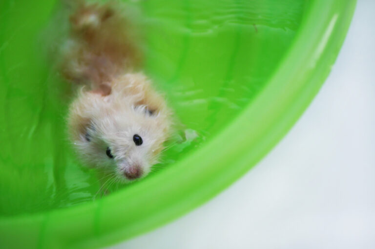 Can Hamsters Swim & Do They like it? Petsoid