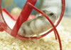 Hamster Wheels: Why Your Hamster Needs One