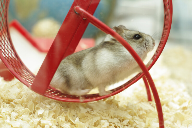 Hamster Wheels Why Your Hamster Needs One » Petsoid