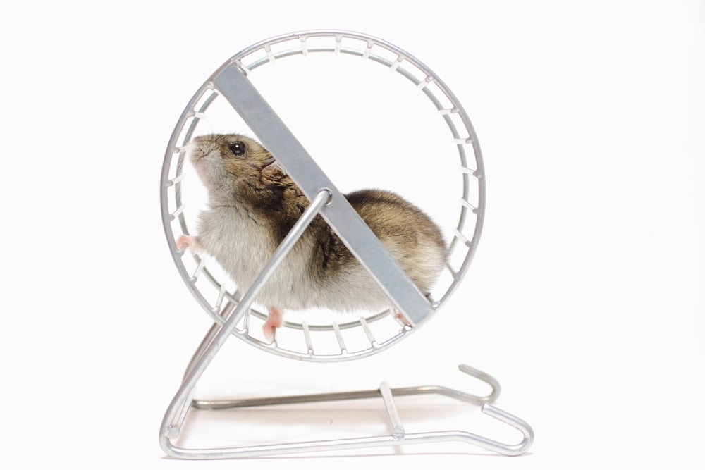 toy hamster with wheels