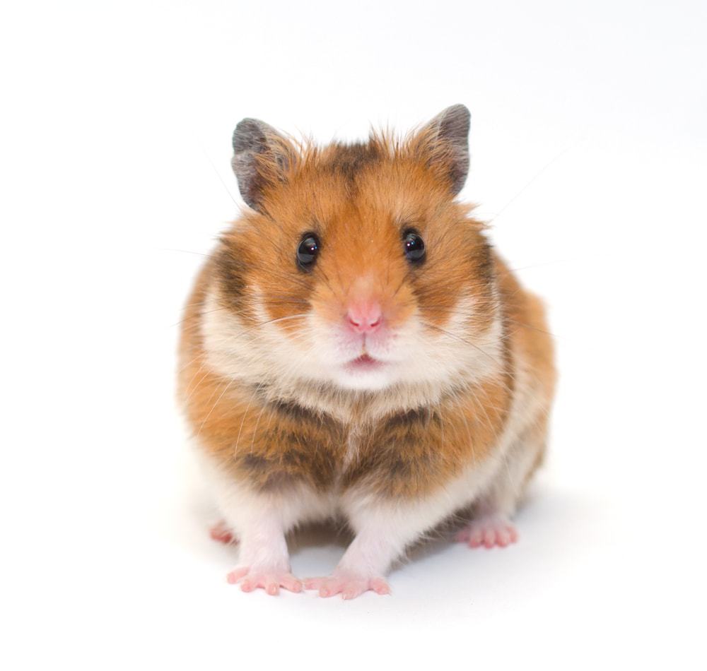 Is a Hamster a Rodent? » Petsoid