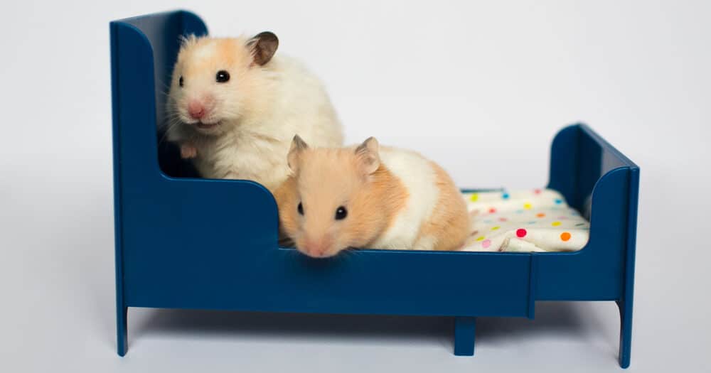 Hamster Bedding What are the best options? Petsoid