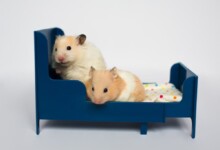 Hamster Bedding: What are the best options?
