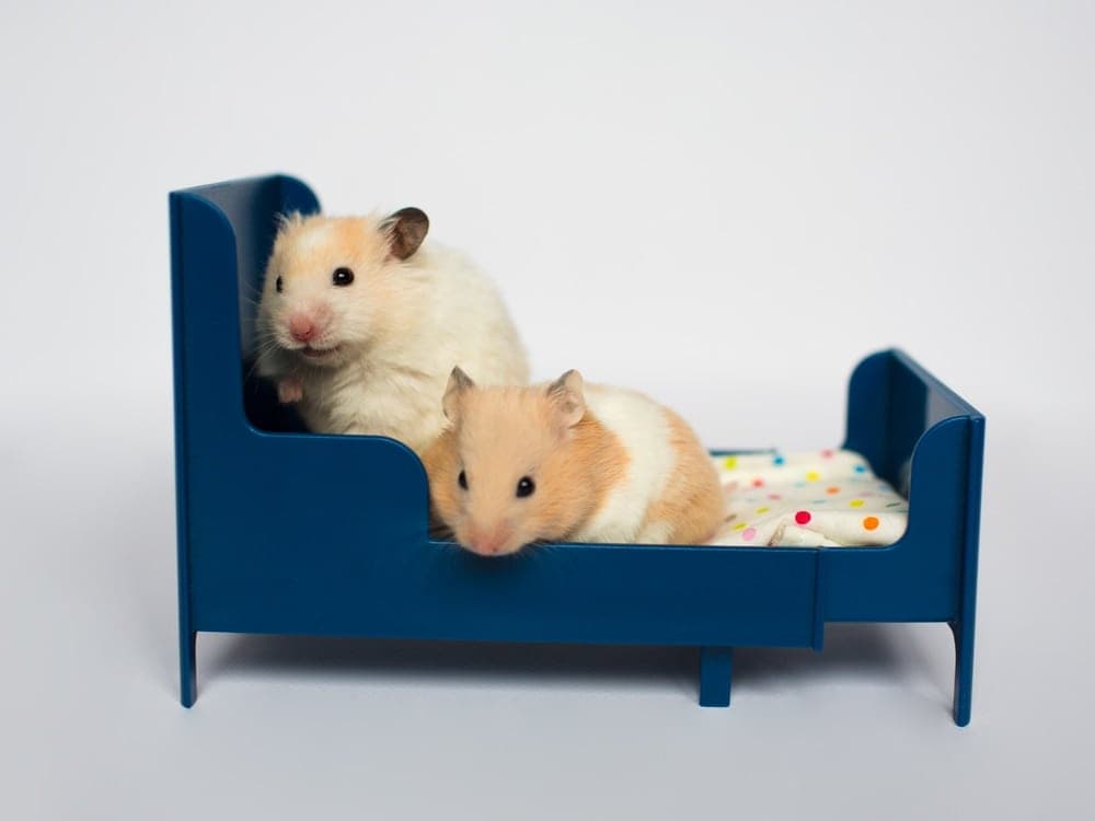 hamsters in bed