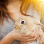 holding rabbit