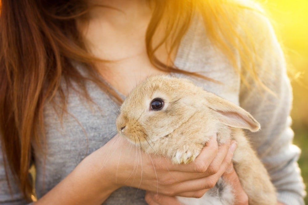 How To Hold A Bunny On Its Back