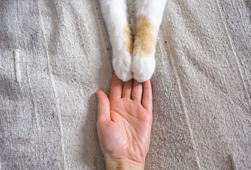 human hand and cat paws