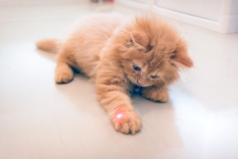 safe laser pointer for cats