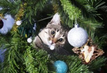 How to Keep Your Cat Out of the Christmas Tree