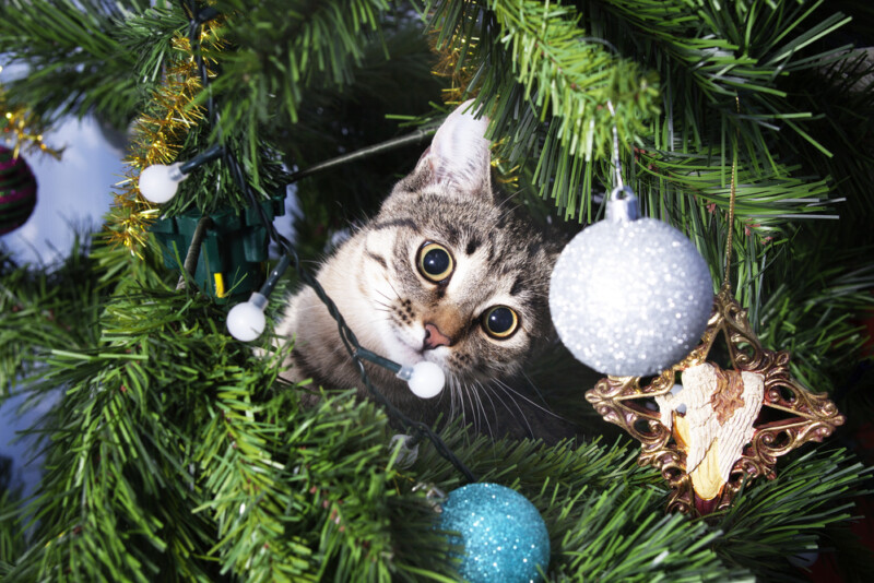 How to Keep Your Cat Out of the Christmas Tree » Petsoid
