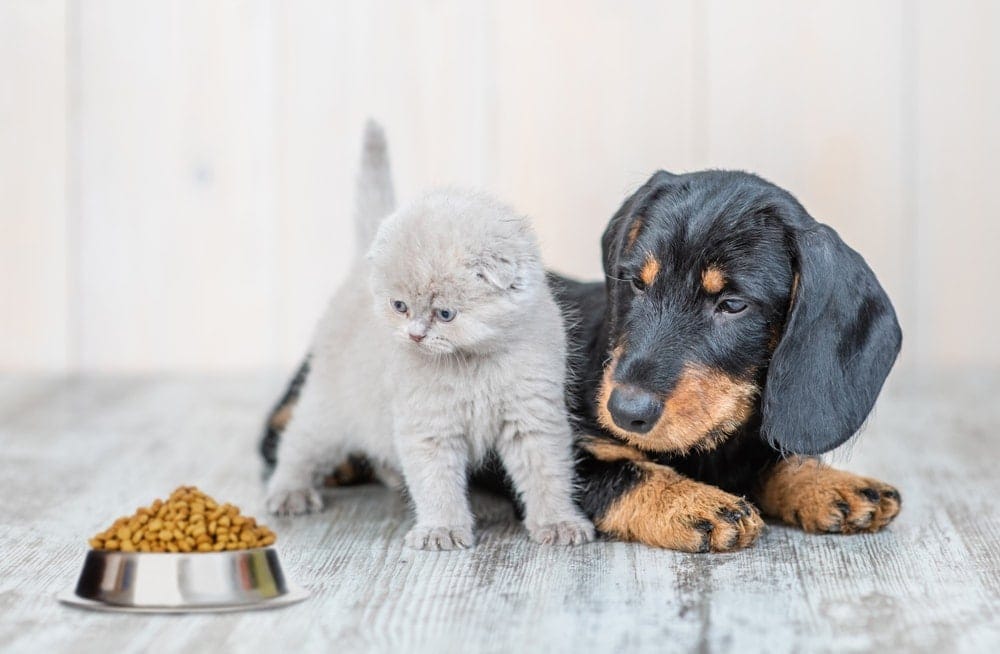 can kittens eat dog food