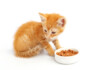 How to Feed a Cat - Free Feeding vs Meal Feeding
