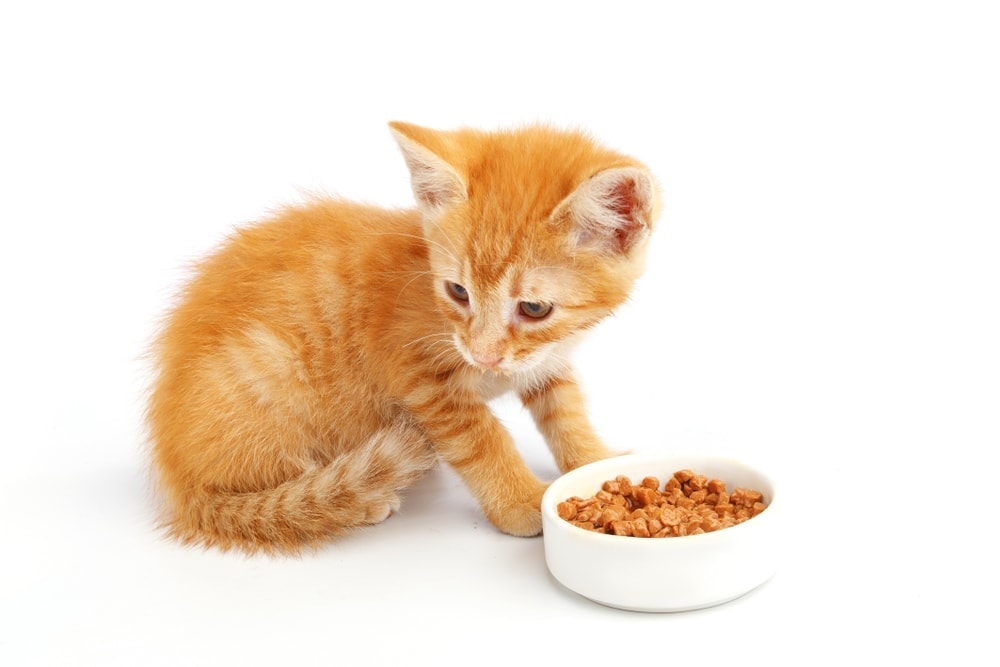 How to Feed a Cat Free Feeding vs Meal Feeding Petsoid