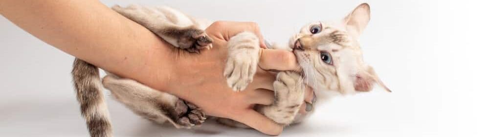kitten is biting the owner e1584270779467