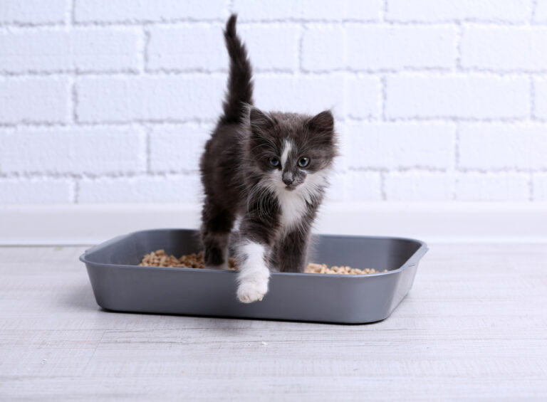 How Often Should You Change Cat Litter? » Petsoid