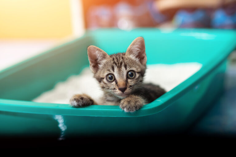 Why Is My Cat Sleeping in the Litter Box? » Petsoid