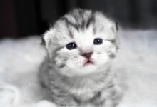 When Do Kittens Open Their Eyes?