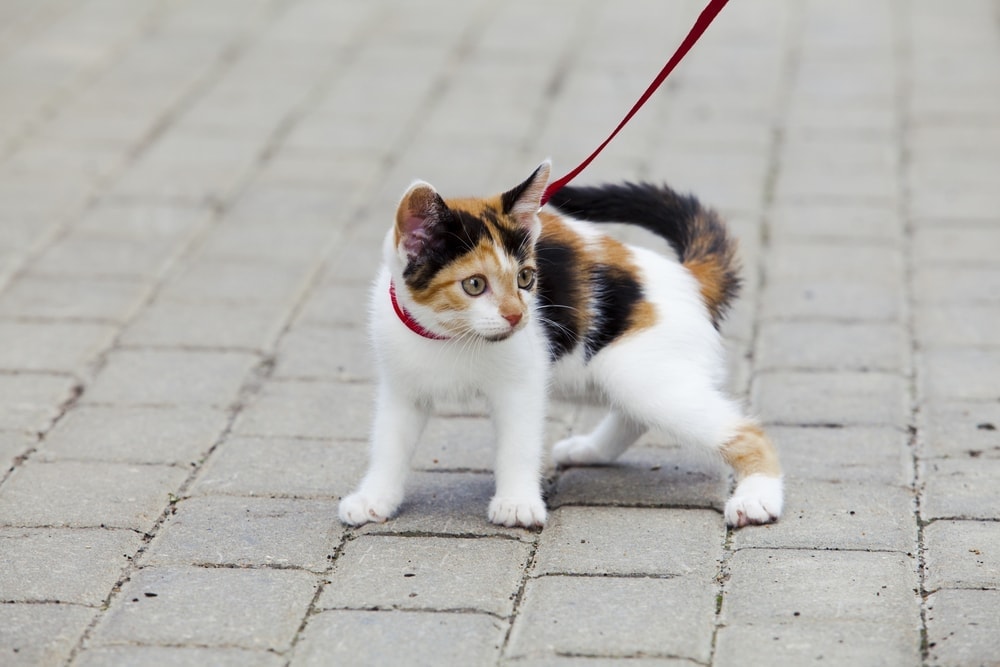 How to Walk Your Cat on a Leash Safely » Petsoid