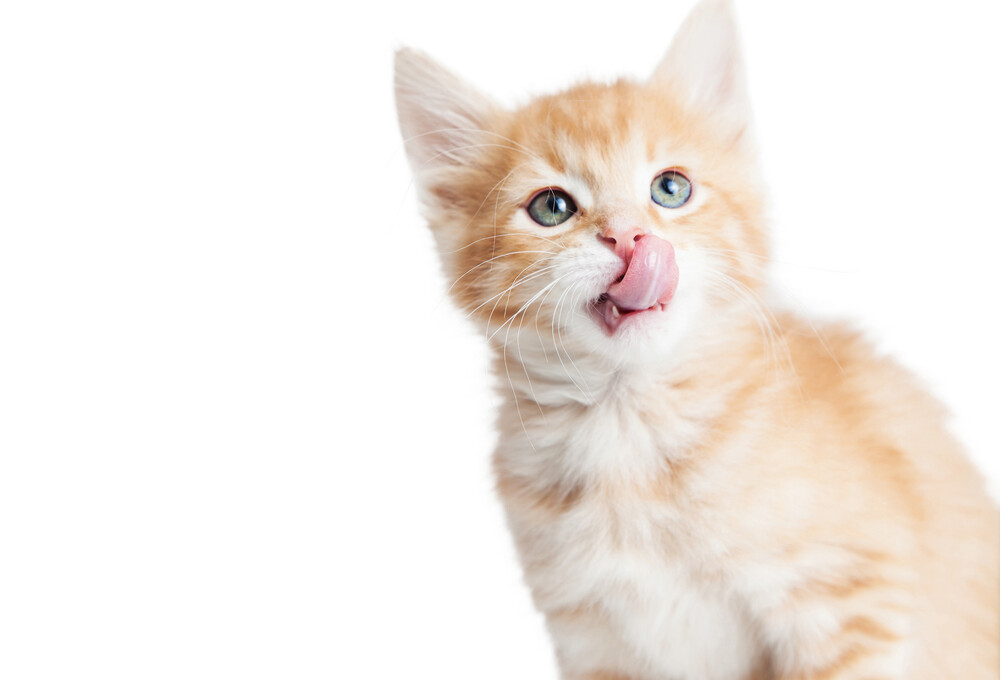 6 Reasons Why Your Cats is Licking Plastic » Petsoid