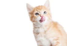 Why Do Cats Lick or Chew Things?