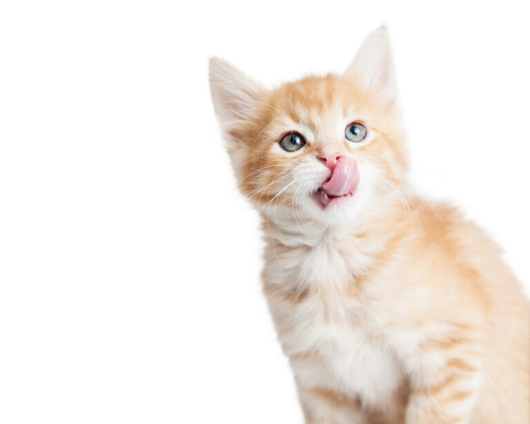Why Do Cats Lick or Chew Things? » Petsoid