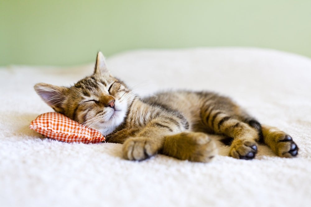 how-to-train-a-kitten-to-sleep-at-night-petsoid