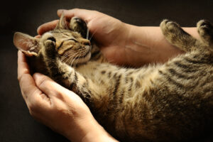 kitten sleeps in hands