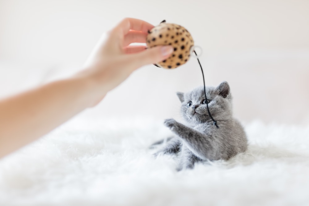 little kitten playing with girl