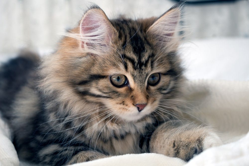 How To Tell If A Kitten Will Have Long Or Short Hair Petsoid