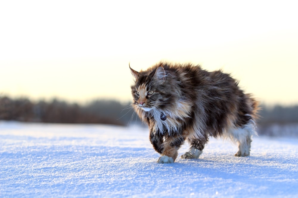 Maine Coon Cat Care Guide & Information » Petsoid