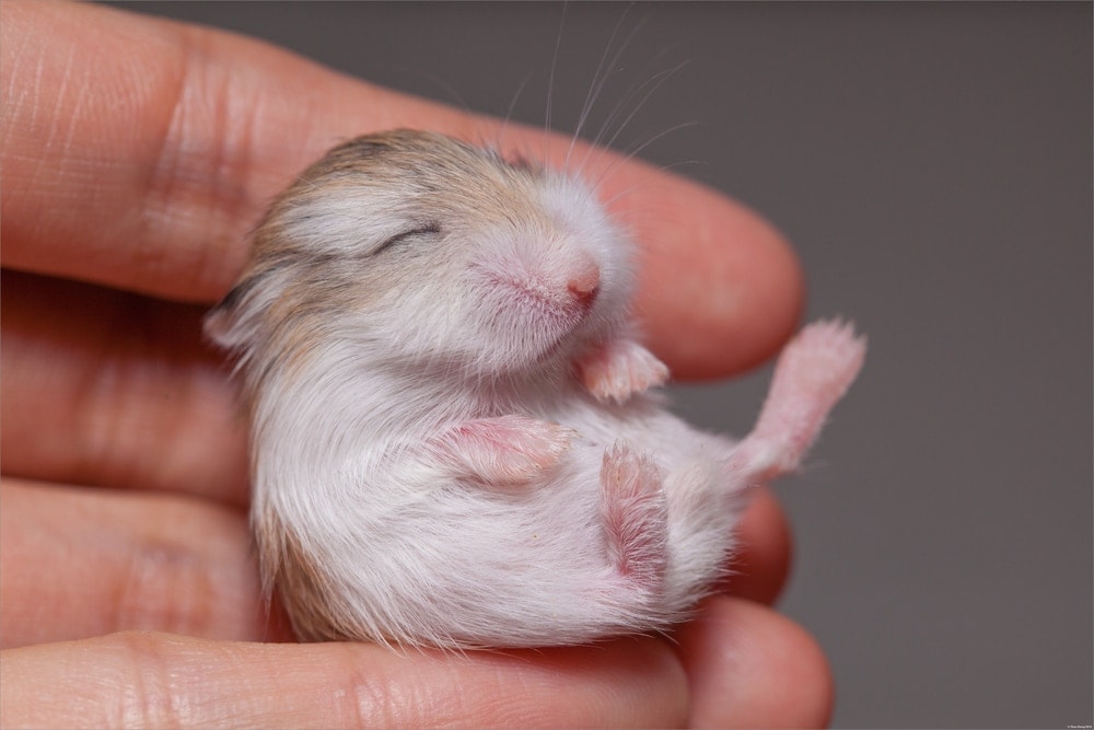 newborn hamster