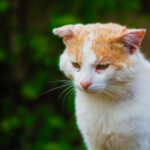old cat in a forest